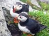 skellig-islands-042